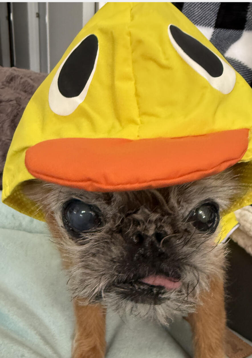 Pumpkin ready for April showers. Steals the show at April 2026 guild meeting.